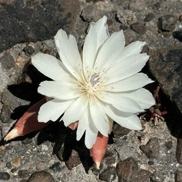 A white Bitterroot flower emerges from the earth, its elegant petals highlighting the simplicity and charm of the natural world.
