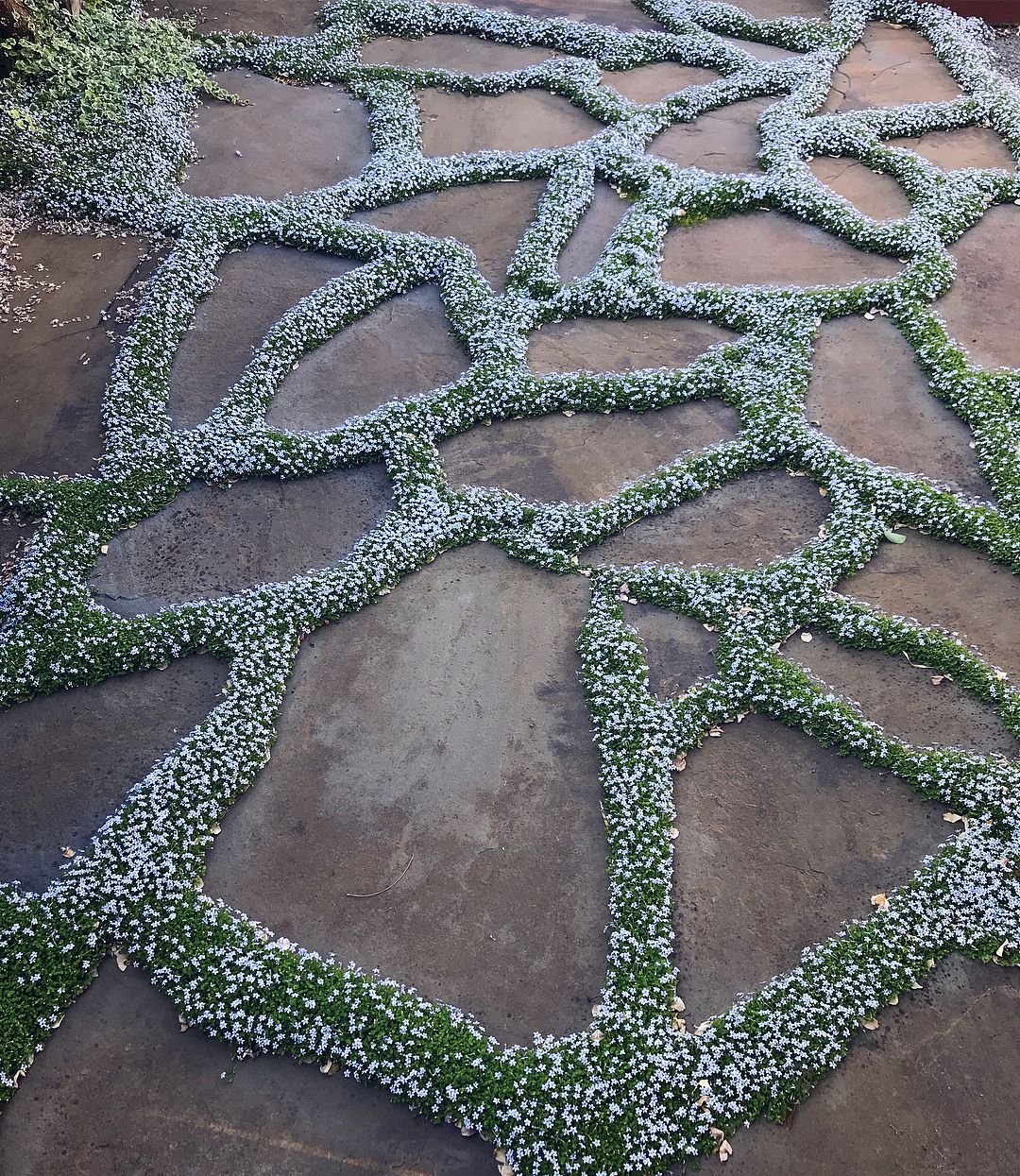 A serene garden scene showcasing a pathway crafted from Blue Star Creeper plants, surrounded by blooming flowers.