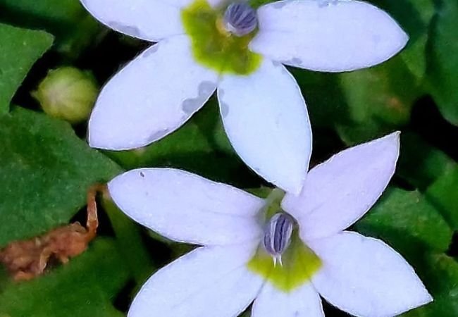 Blue Star Creeper : Growing and Caring for a Beautiful Ground Cover Plant