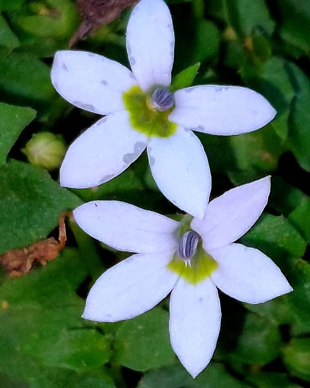 Two white Blue Star Creeper flowers with vibrant green leaves are displayed, showcasing their delicate beauty in nature.