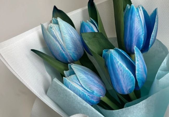 Blue Tulips : Growing and Caring for These Rare Blooms