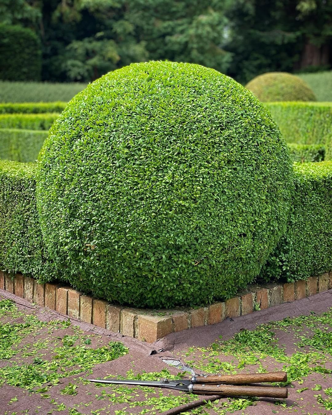 A neatly trimmed boxwood (Buxus) hedge surrounding a round cluster of green plants.