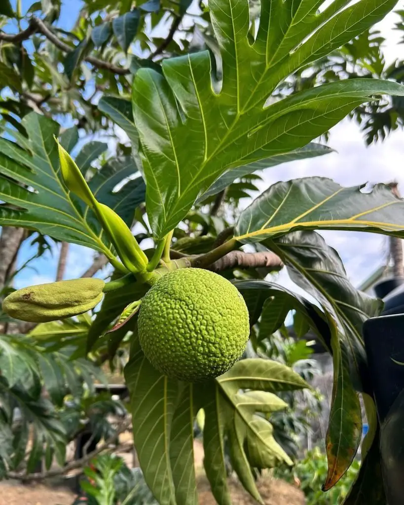 Breadfruit is a starchy, tropical fruit with a flavor and texture reminiscent of freshly baked bread when cooked.