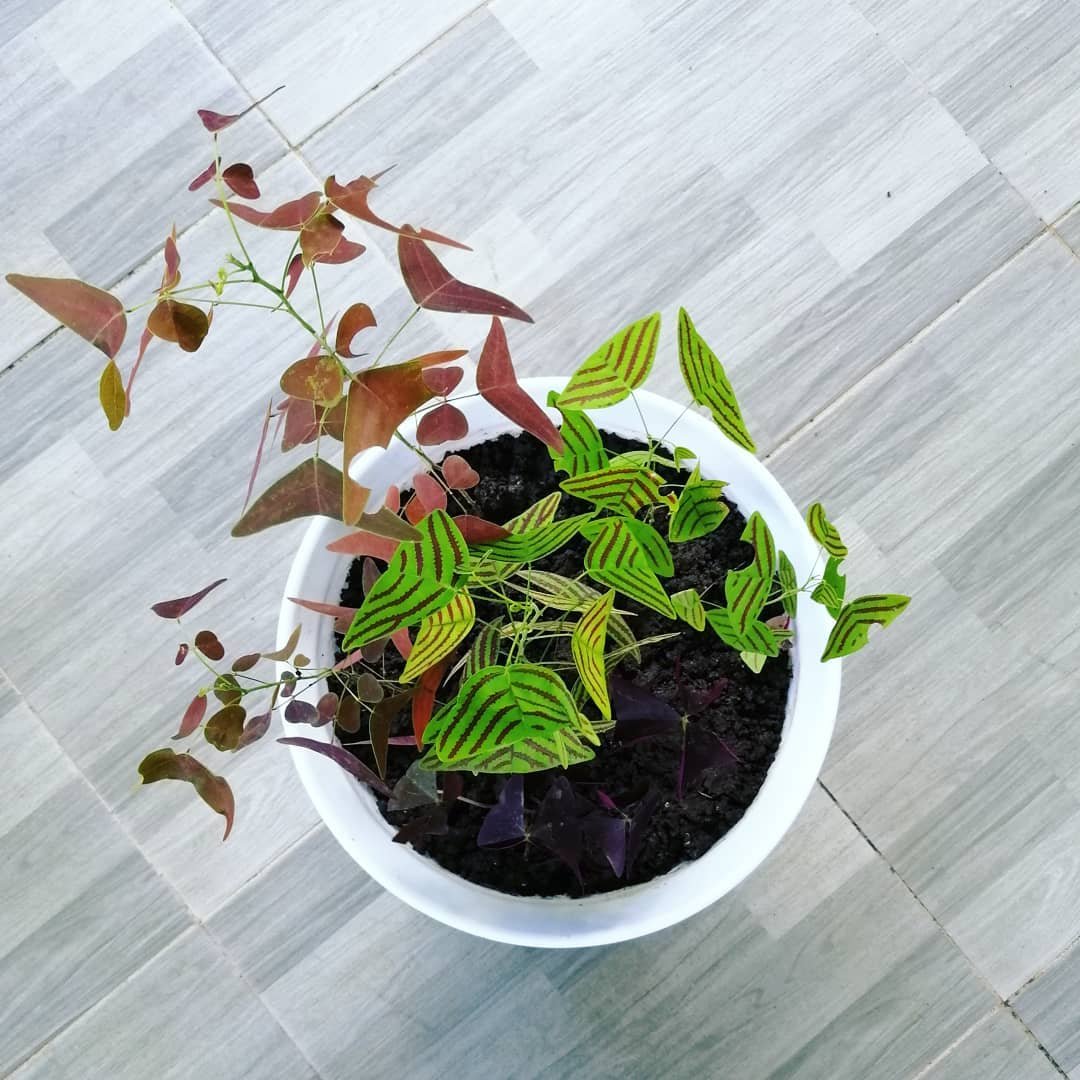  A Butterfly Wings plant in a white pot, elegantly placed on a tiled floor, showcasing its vibrant foliage.