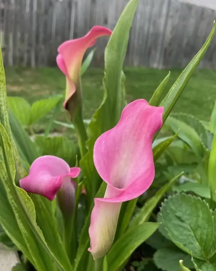 Calla lilies are sophisticated, trumpet-shaped flowers with sleek, elegant forms and a range of colors, making them a striking choice for floral arrangements and gardens.