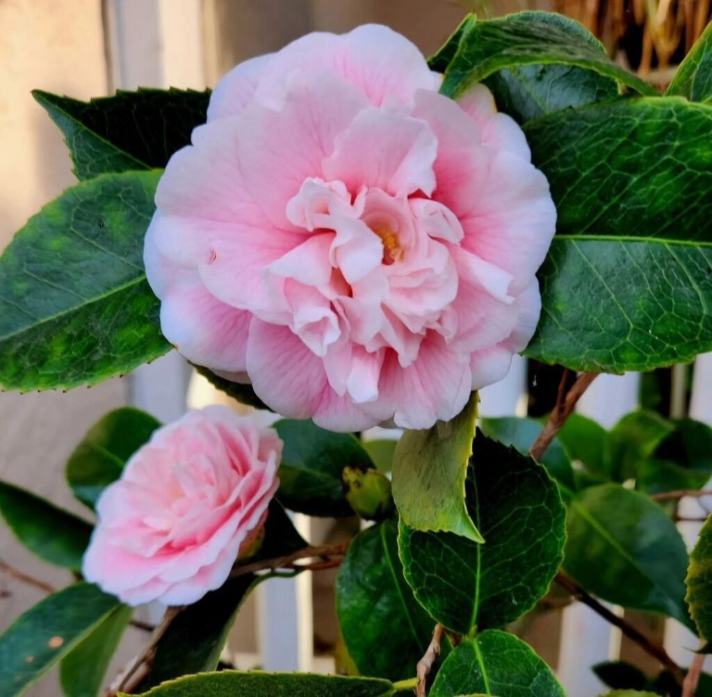 Camellias are exquisite, evergreen shrubs with glossy leaves and stunning, rose-like flowers that bloom in winter and early spring, adding beauty to any garden.