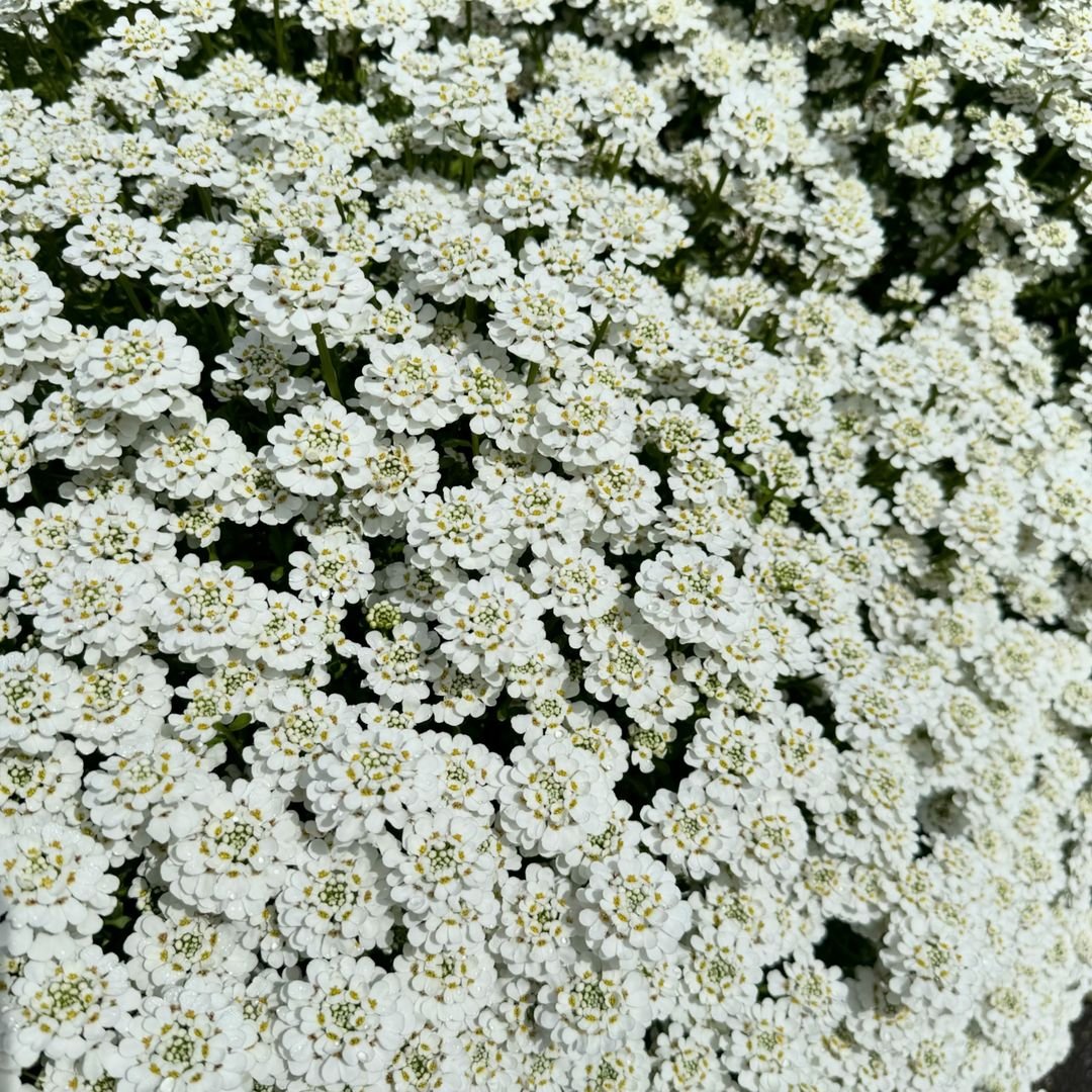 A close-up view of a cluster of delicate white Candytuft flowers, showcasing their intricate petals and vibrant beauty.