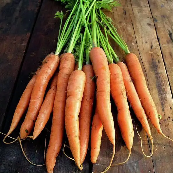 A bunch of fresh carrots on a rustic wooden table.