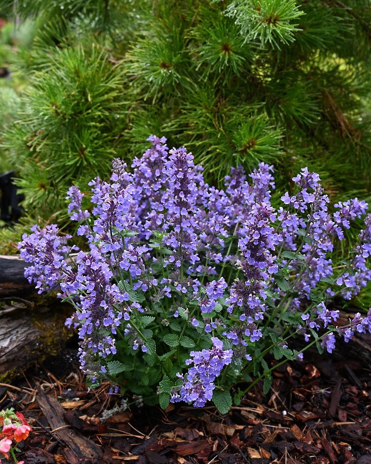 A small Catmint plant with vibrant purple flowers blooming in a lush garden setting.