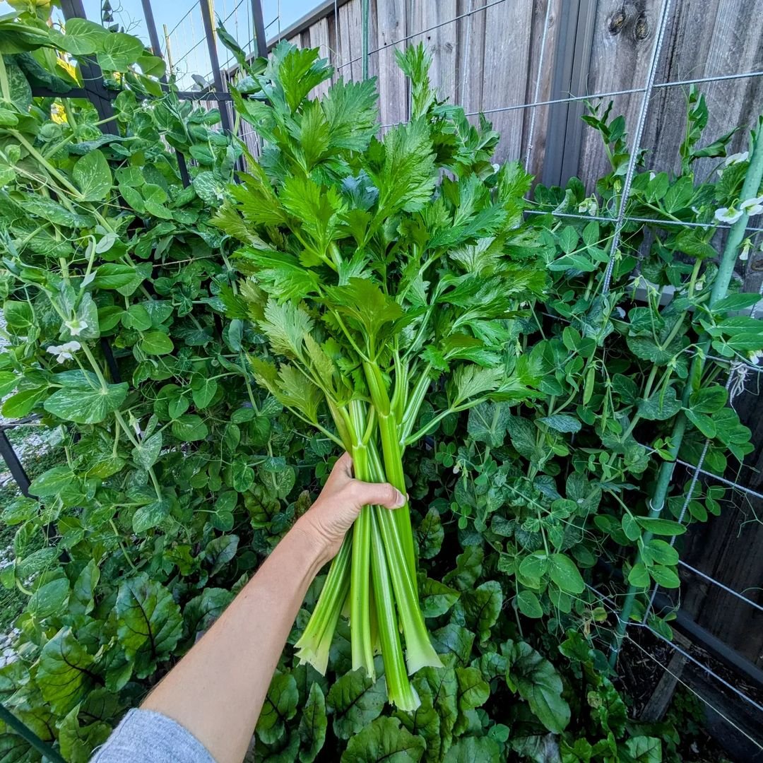 An individual holding a cluster of green celery, emphasizing its freshness and nutritional value in a natural setting.