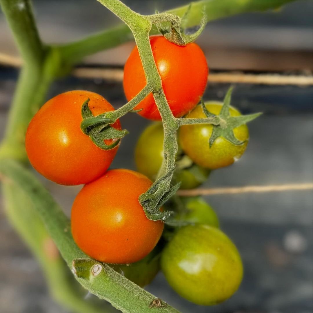 A close-up photo of cherry tomatoes growing on a plant.