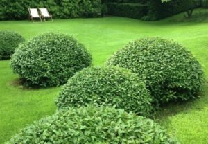 Cheyenne Privet Hedge : Growing and Caring for Ligustrum Vulgare