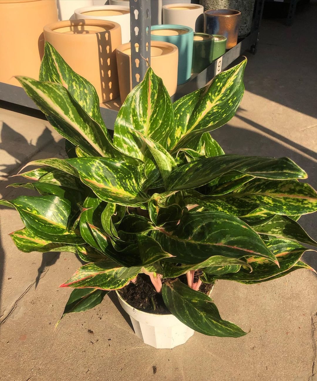 A Chinese Evergreen plant with vibrant green leaves displayed in a simple white pot, enhancing the indoor decor.