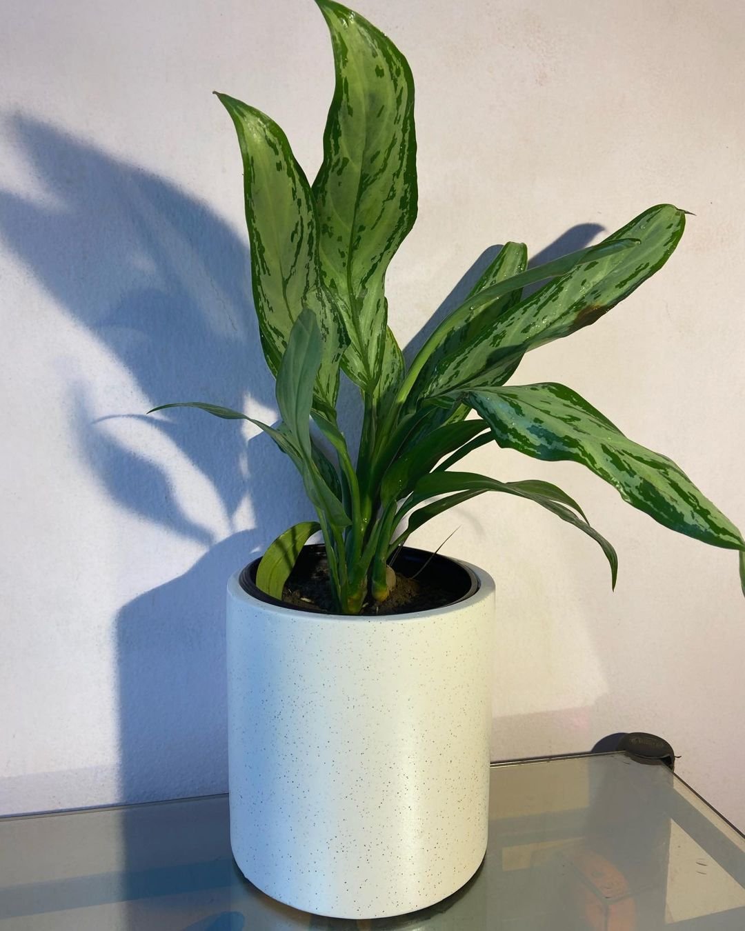 A Chinese Evergreen plant in a white pot, elegantly placed on a wooden table, showcasing its vibrant green leaves.