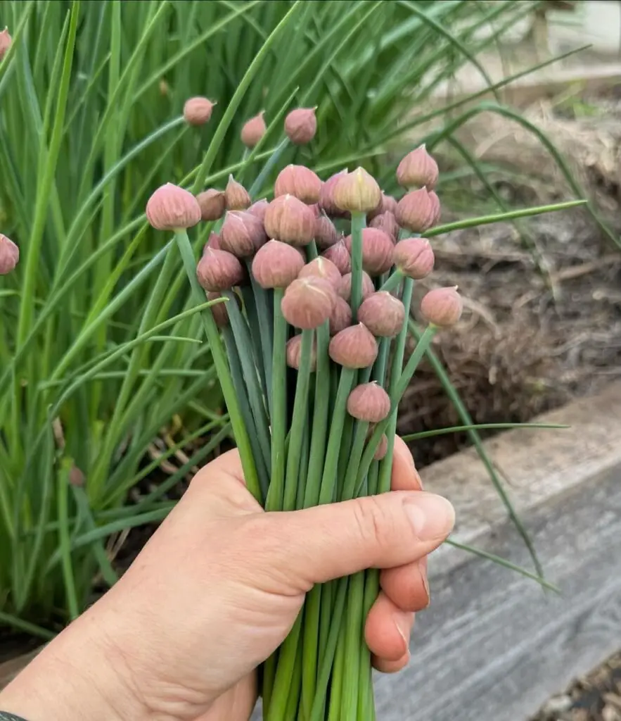 A person holding a bunch of small pink chives flowers.