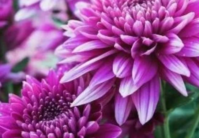 20 Flowers That Start with C : Add Colorful Charm to Your Garden 7 Chrysanthemums : November's Birth Flower - A Comprehensive Guide flowers starting with C