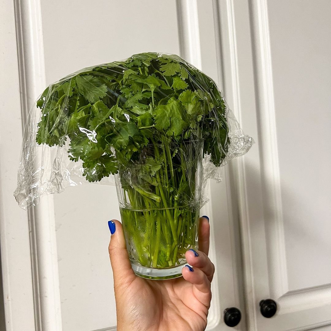 A glass vessel containing a fresh green cilantro plant held by someone.