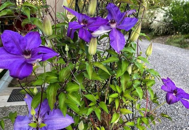 Clematis Jackmanii : A Guide to Growing This Classic Climbing Vine