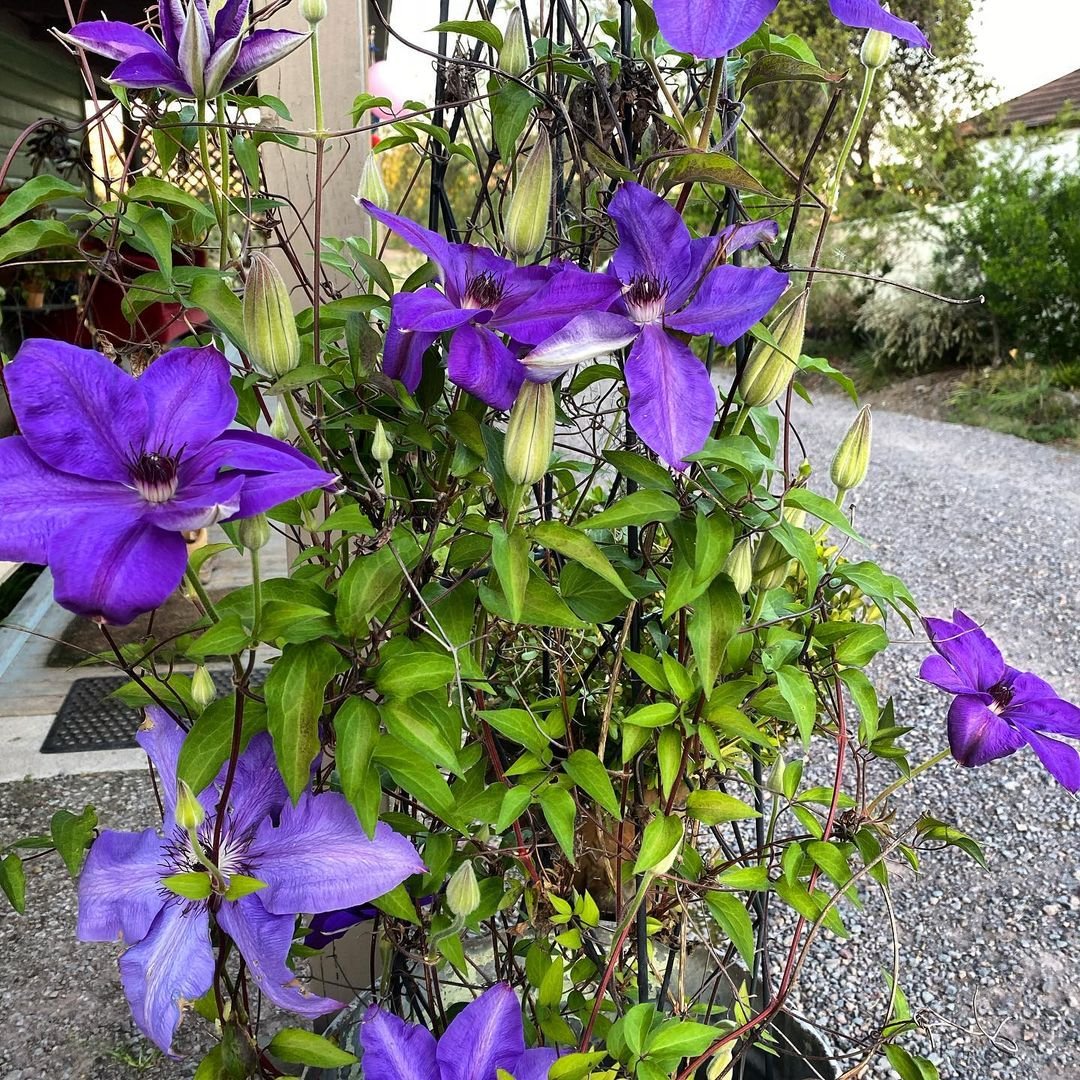  A vibrant Clematis Jackmanii in a pot, adorned with striking purple flowers, enhancing the garden's beauty.
