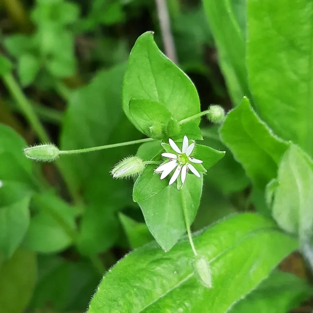 A small white flower blooms on a green Common Chickweed plant, showcasing delicate petals against vibrant foliage.