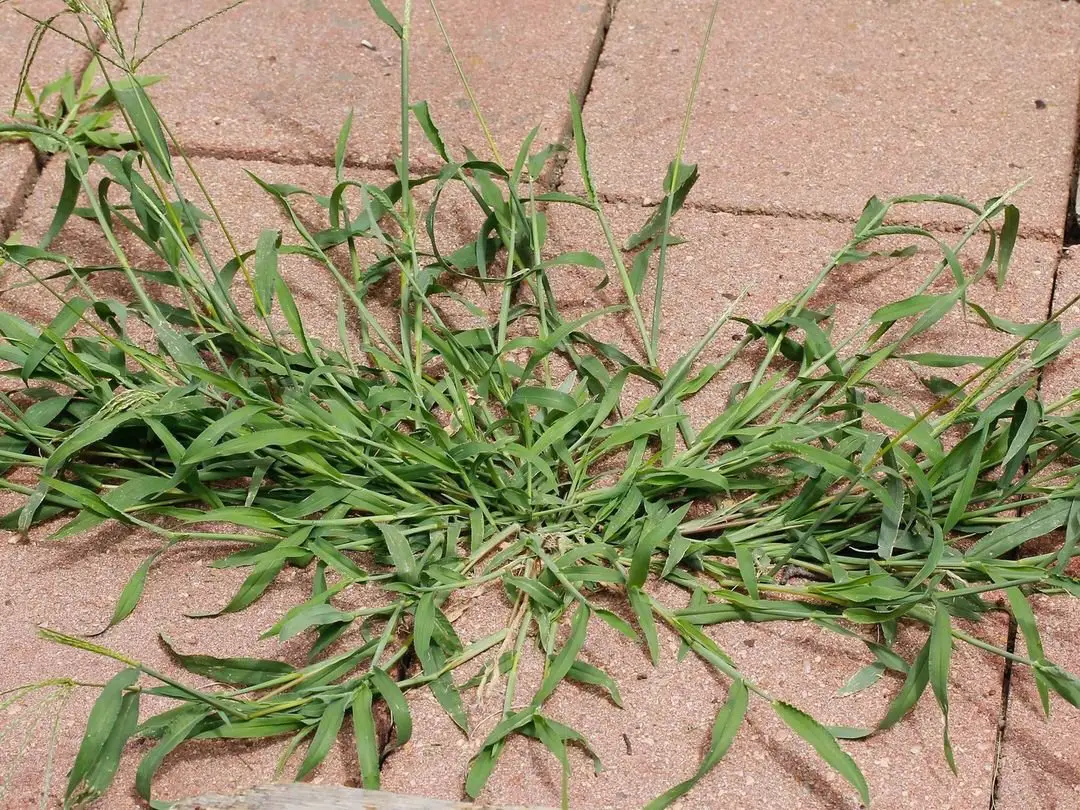 A vibrant crabgrass plant thriving on the ground in front of a textured brick wall.