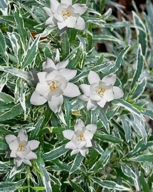 A Creeping Gardenia plant featuring delicate white flowers amidst lush green leaves, showcasing its natural beauty.