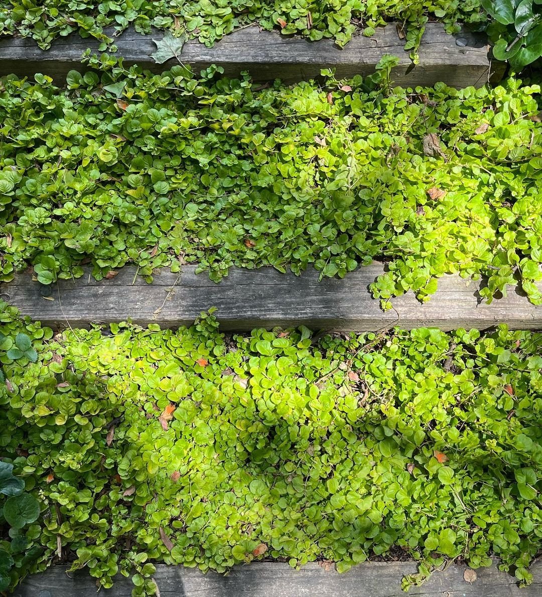 A wooden staircase adorned with lush green Creeping Jenny plants, creating a vibrant and natural aesthetic.
