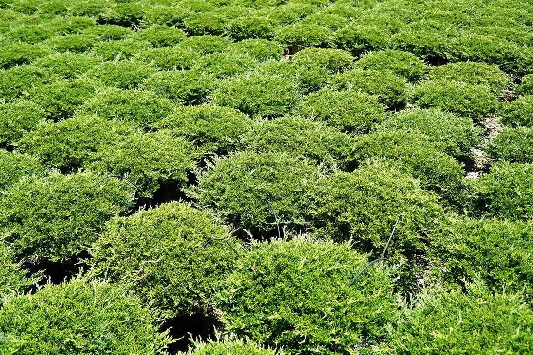 A vast field filled with lush green Creeping Juniper bushes, creating a vibrant and serene landscape.