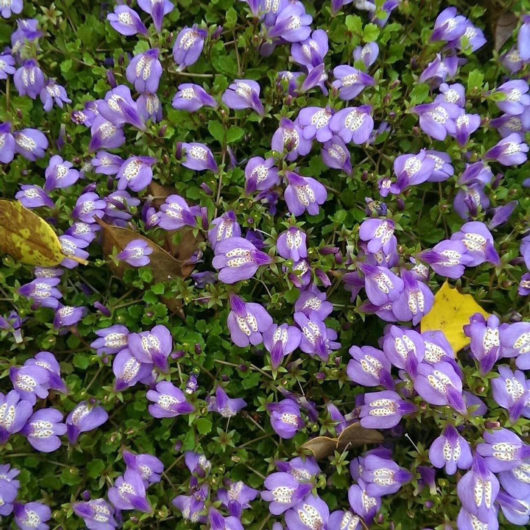 Purple Creeping Mazus flowers scattered throughout a grassy area, creating a colorful natural scene.