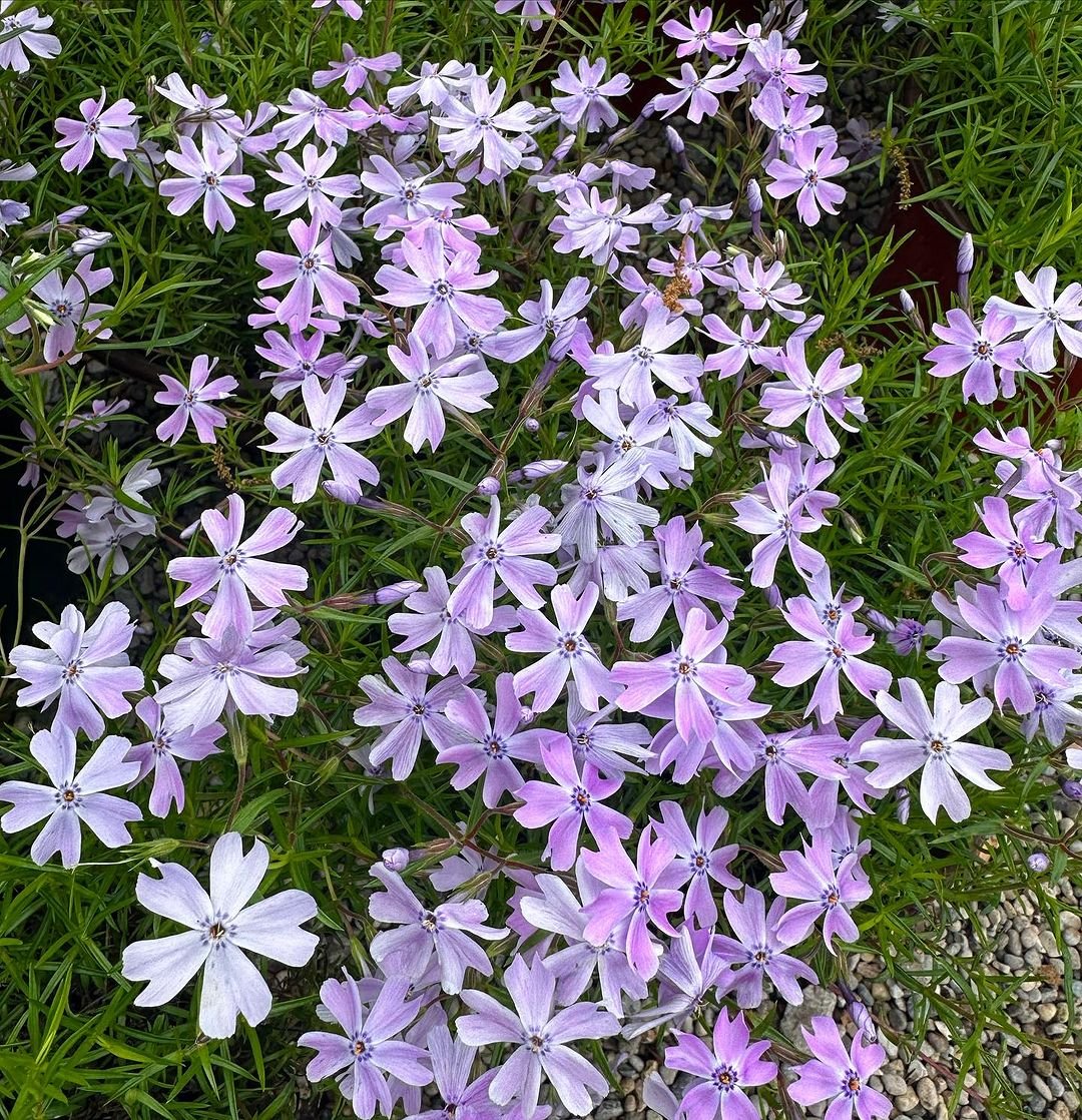  A vibrant Creeping Phlox plant with purple flowers blooming in a lush garden setting.
