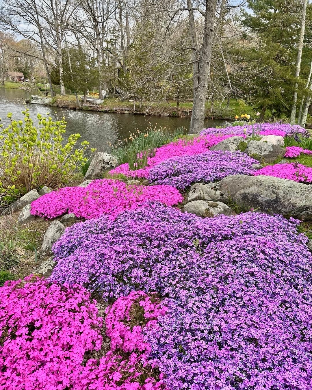 A serene pond adorned with purple Creeping Phlox flowers and scattered rocks, creating a tranquil natural scene.