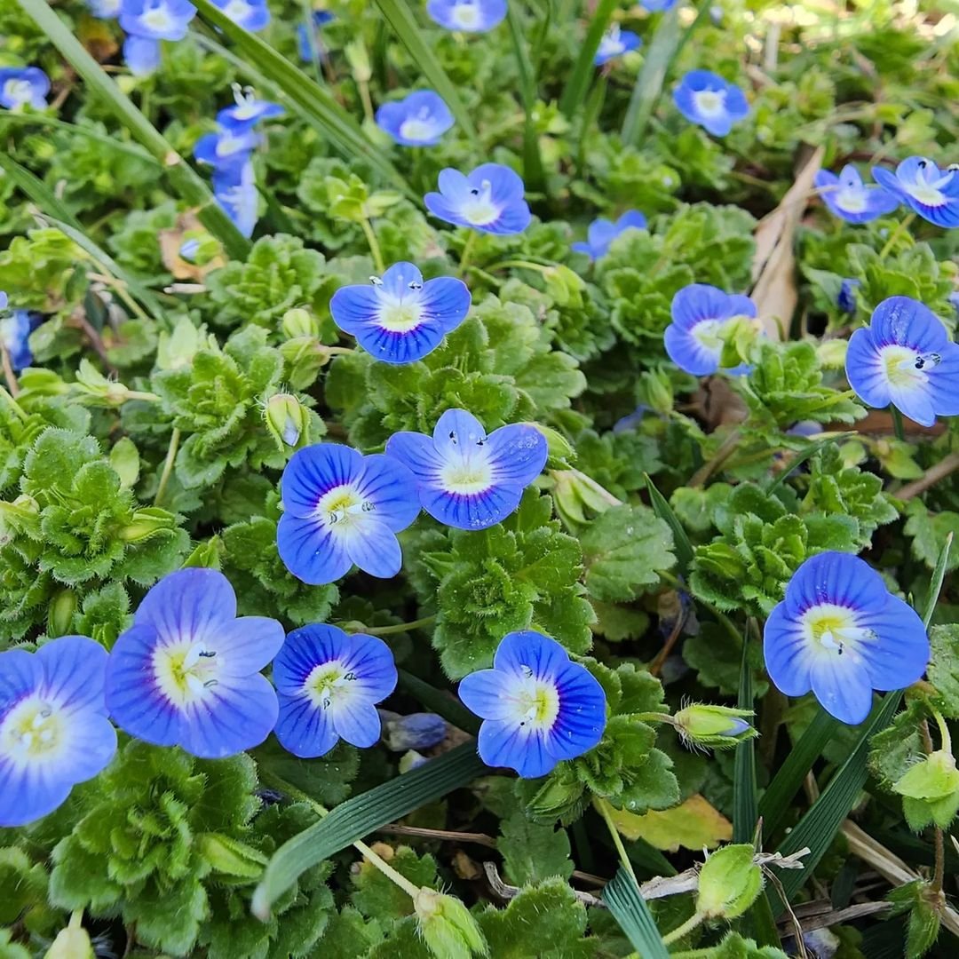 A cluster of blue Creeping Speedwell flowers blooming amidst lush green grass.