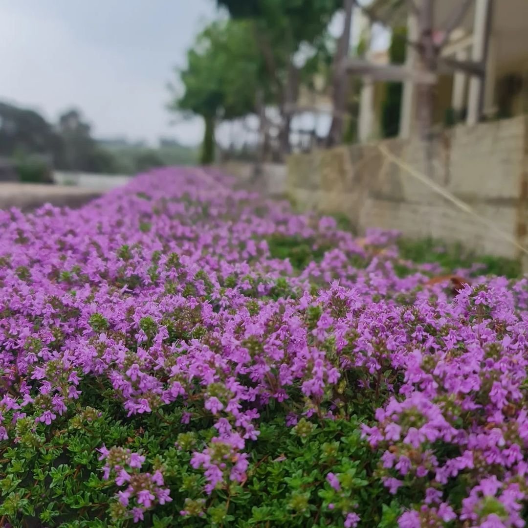  A garden adorned with purple Creeping Thyme flowers, showcasing their delicate beauty amidst greenery.