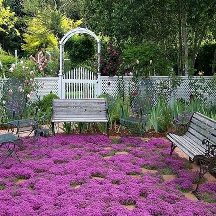  A serene garden featuring vibrant purple flowers and benches, with Creeping Thyme adding a lush green ground cover.