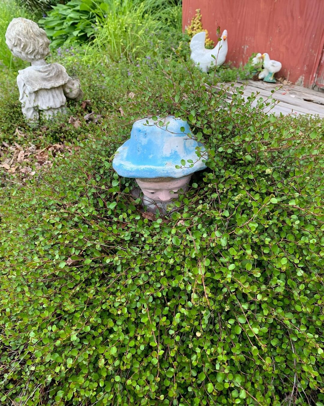 A blue hat resting atop a lush Creeping Wire Vine bush, blending nature with a touch of color.