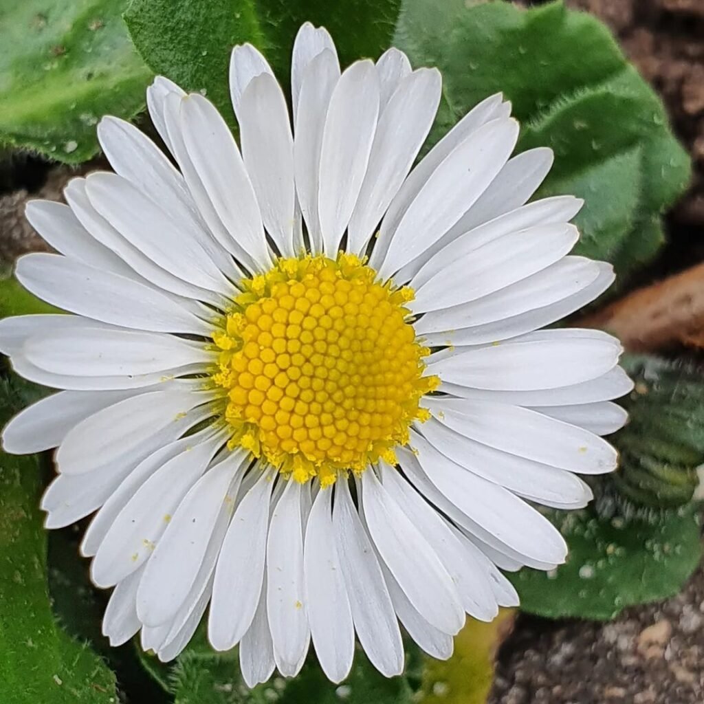 Daisies are cheerful, simple flowers with bright white petals and a sunny yellow center, symbolizing purity and innocence while adding a fresh, natural touch to gardens and bouquets.