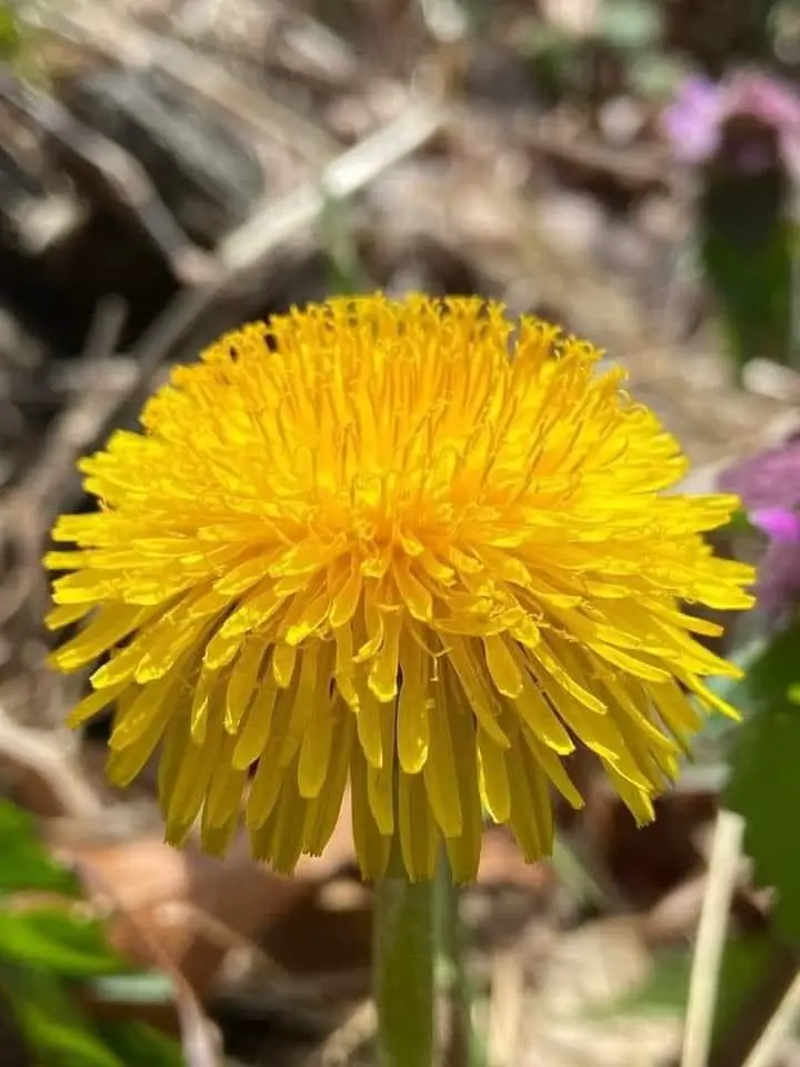 A vibrant yellow dandelion surrounded by lush green leaves and delicate flowers, showcasing nature's beauty.