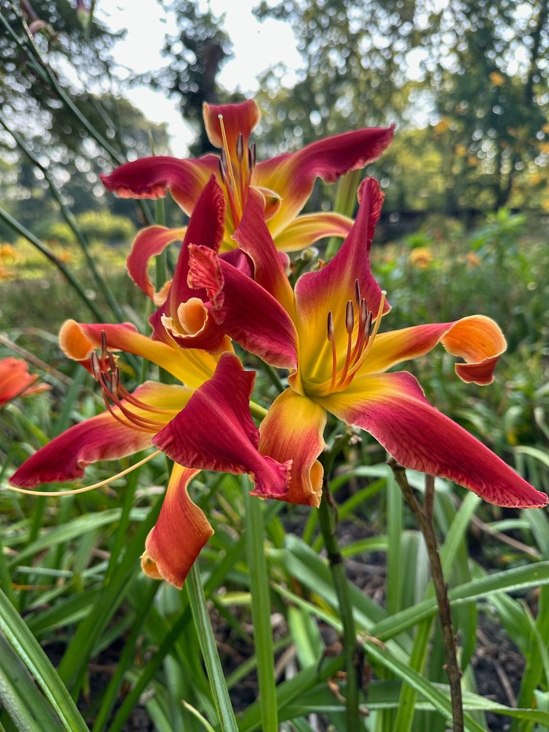  A vibrant red and yellow daylily flower blooming prominently in the center of a lush green field.