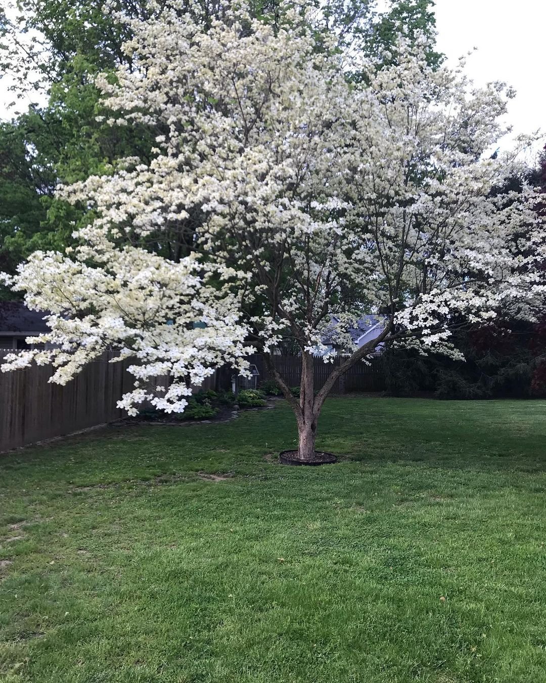 A dogwood tree in a yard adorned with vibrant white flowers, showcasing the beauty of springtime blooms.