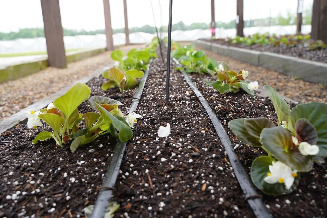 A row of plants with white flowers in a garden, showcasing a drip irrigation system for efficient watering.
