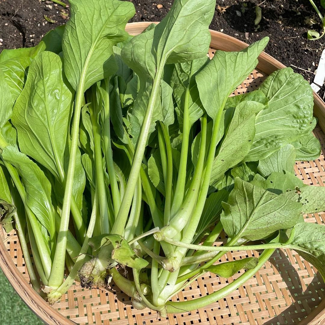 A basket of green vegetables, including Dwarf Bok Choy, on a wooden table.