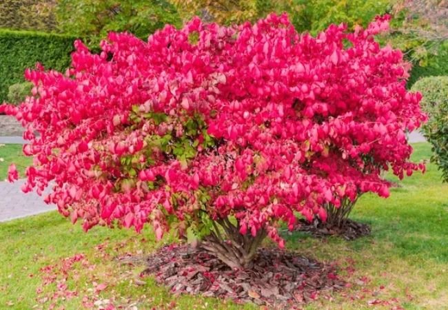 Dwarf Burning Bush : A Guide to Growing and Caring for This Striking Shrub