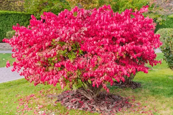 A vibrant Dwarf Burning Bush with red leaves stands out against a green grassy background.