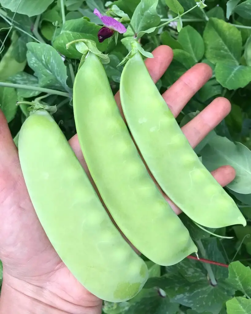 A hand holding three dwarf green peas surrounded by vibrant green leaves, symbolizing freshness and nature's bounty.