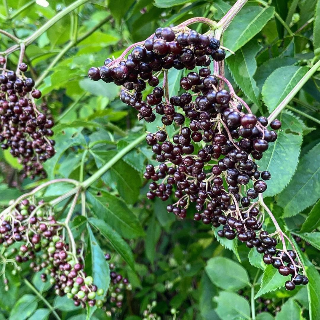 Black elderberries cluster on a tree, showcasing their rich color and natural growth in a vibrant environment.