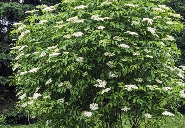 Elderberry Bushes : Growing and Caring for These Productive Plants