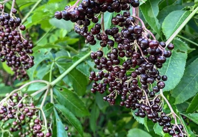 Elderberry Plants : A Guide to Growing, Harvesting and Using This Versatile Berry