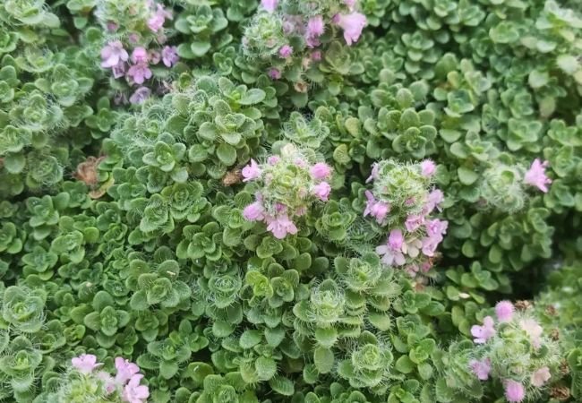 Elfin Thyme : Growing and Caring for This Charming Ground Cover