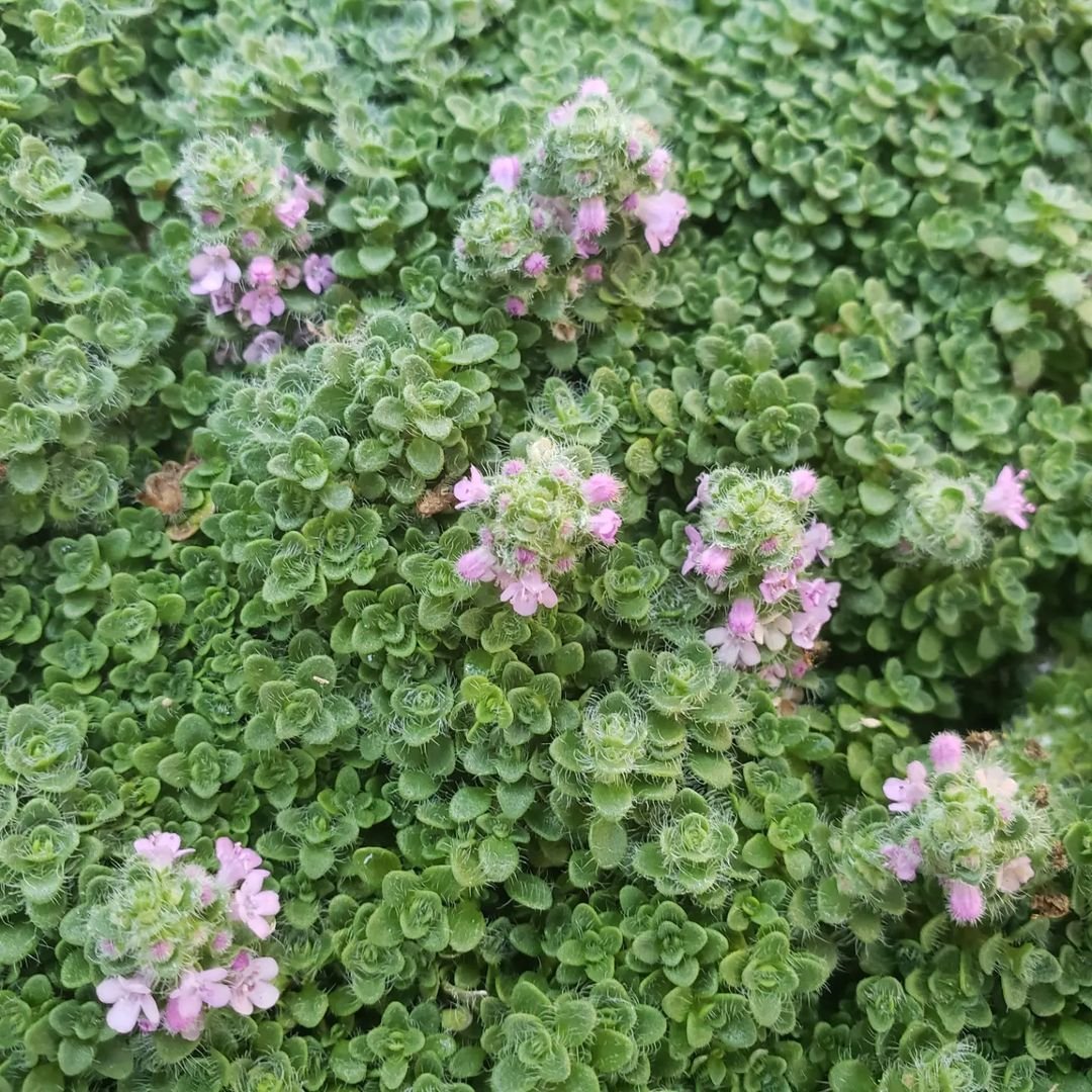 A close-up view of Elfin Thyme, showcasing vibrant green foliage adorned with delicate pink flowers.