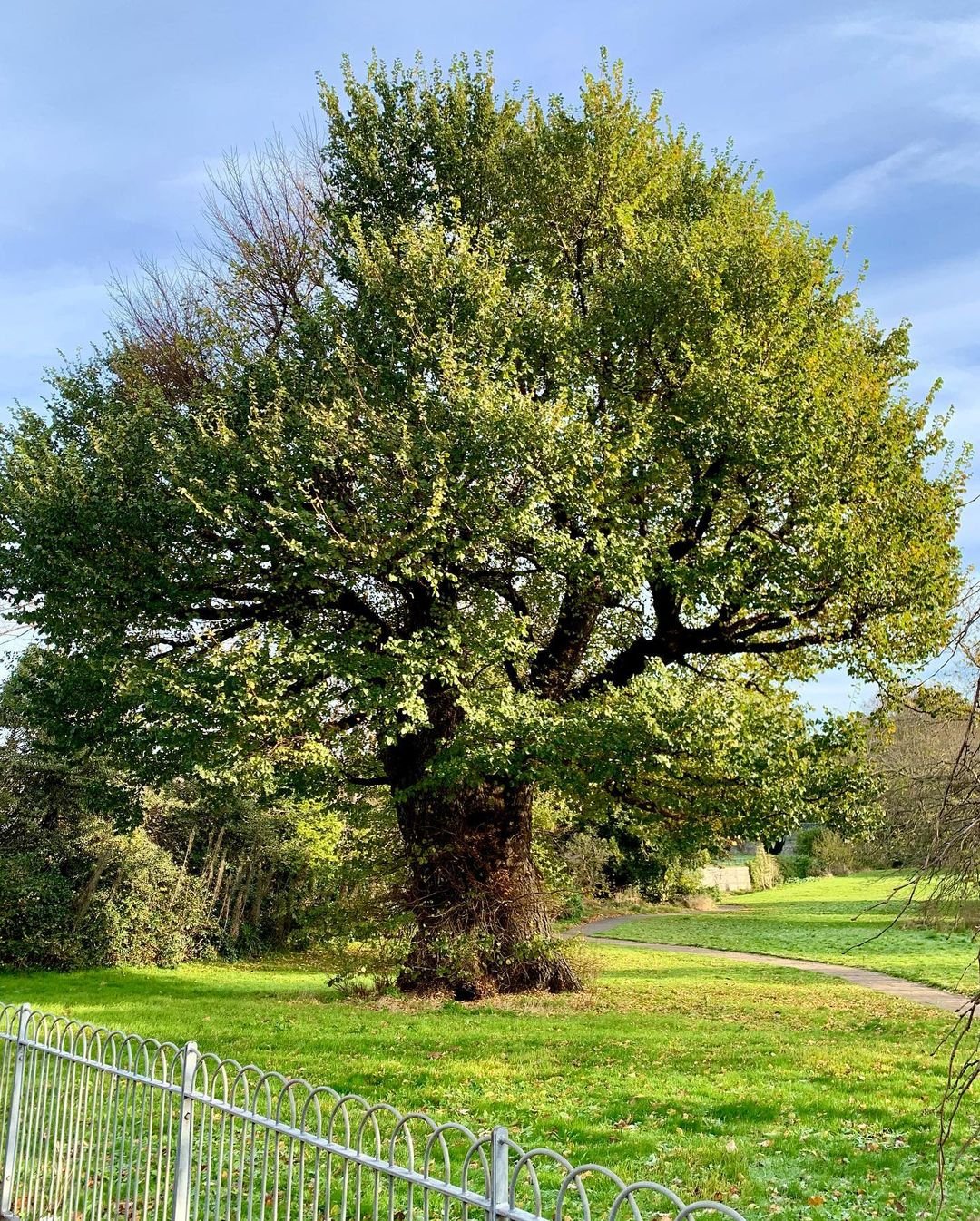 A majestic elm tree stands tall in a serene park, providing shade and beauty to the surrounding landscape.
